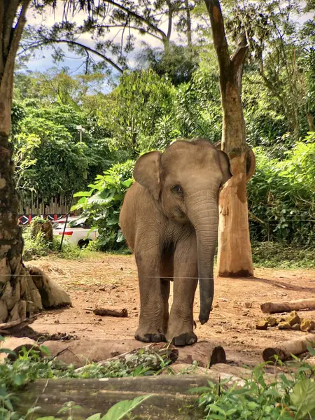 Sri Lanka fili (Elephas maximus maximus), Sri Lanka 'da yetişen bir fil türüdür. Yetişkin fil sabah hayvanat bahçesinde muhafaza edilir.