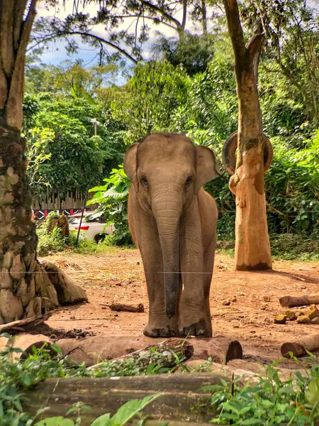 Sri Lanka fili (Elephas maximus maximus), Sri Lanka 'da yetişen bir fil türüdür. Yetişkin fil sabah hayvanat bahçesinde muhafaza edilir.