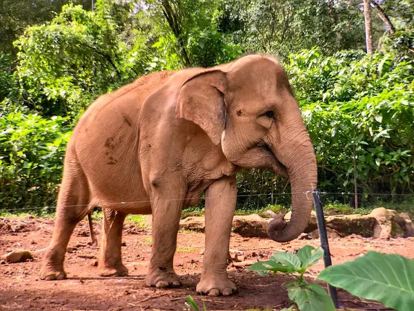 Sri Lanka fili (Elephas maximus maximus), Sri Lanka 'da yetişen bir fil türüdür. Yetişkin fil sabah hayvanat bahçesinde muhafaza edilir.