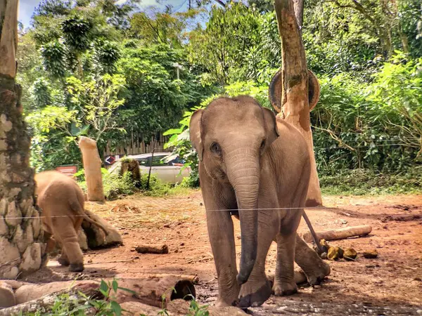 Sri Lanka fili (Elephas maximus maximus), Sri Lanka 'da yetişen bir fil türüdür. Yetişkin fil sabah hayvanat bahçesinde muhafaza edilir.