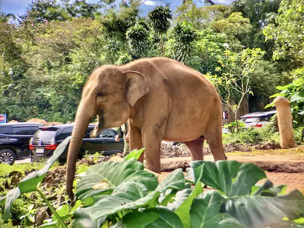 Sri Lanka fili (Elephas maximus maximus), Sri Lanka 'da yetişen bir fil türüdür. Yetişkin fil sabah hayvanat bahçesinde muhafaza edilir.