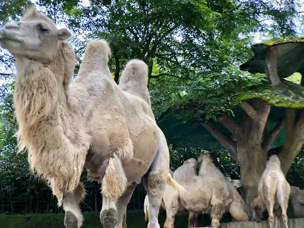 Bactrian devesi (Camelus bactrianus), Moğol, yerli Bactrian veya iki hörgüçlü deve olarak da bilinir..
