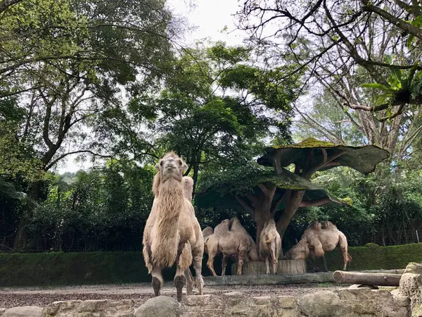 Bactrian devesi (Camelus bactrianus), Moğol, yerli Bactrian veya iki hörgüçlü deve olarak da bilinir..