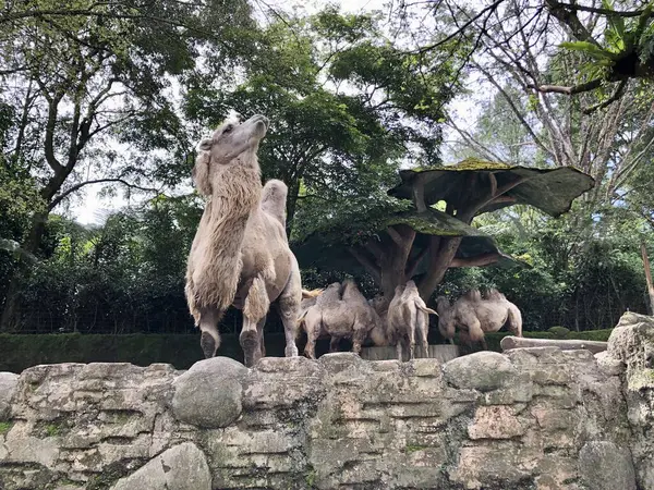 Bactrian devesi (Camelus bactrianus), Moğol, yerli Bactrian veya iki hörgüçlü deve olarak da bilinir..