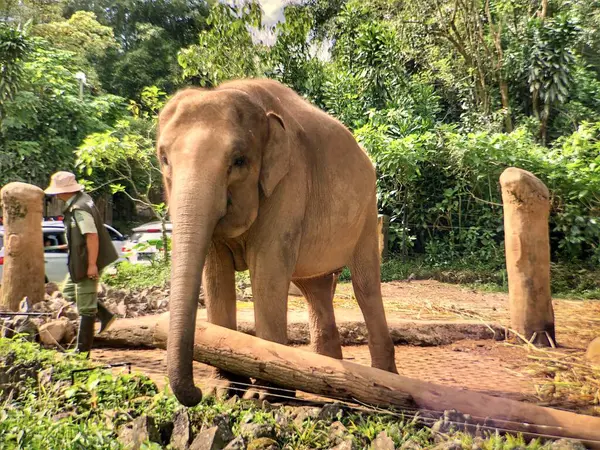 Sri Lanka fili (Elephas maximus maximus), Sri Lanka 'da yetişen bir fil türüdür. Yetişkin fil sabah hayvanat bahçesinde muhafaza edilir.