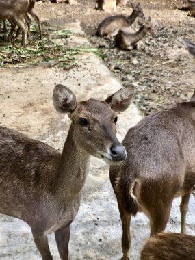 A group of Bawean Deer or Kuhl's Hog Deer ask for food on the street at the Zoo in the morning clipart