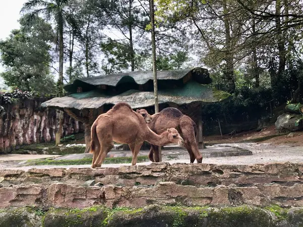 Dromedaries olarak da bilinen Arap develerinin sadece bir hörgücü vardır. Kambur balinalar 40 kiloya kadar yağ depoluyor. Develer yiyecek bulunmayınca suya ve enerjiye dönüşebiliyor..