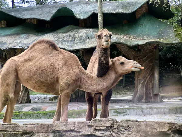 Dromedaries olarak da bilinen Arap develerinin sadece bir hörgücü vardır. Kambur balinalar 40 kiloya kadar yağ depoluyor. Develer yiyecek bulunmayınca suya ve enerjiye dönüşebiliyor..