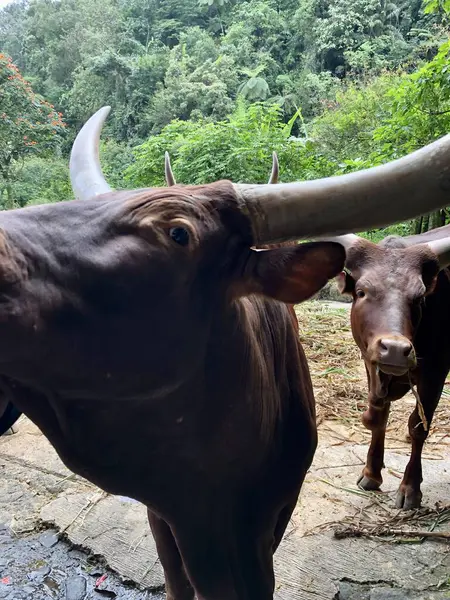 Ankole-Watusi, Amerikan sığırlarının modern bir türüdür. Ankole Watusi sabah hayvanat bahçesindeki kafesinde yemek istiyor.