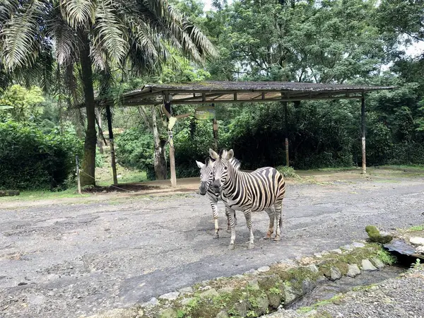 Yolun ortasında duran iki genç zebra sabah ormandaki arka plandaki hayvanat bahçesindeki kameraya bakıyor.