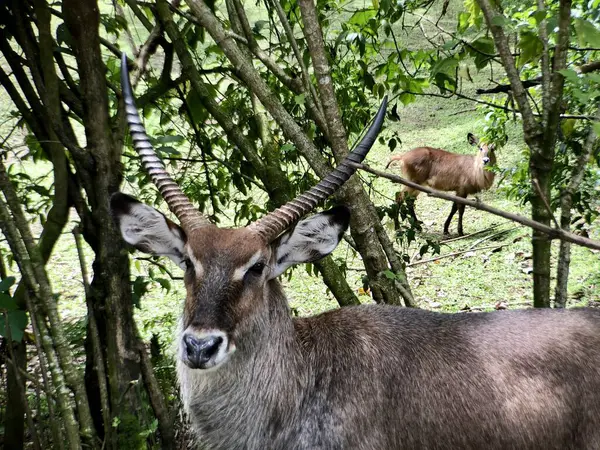 Sabah hayvanat bahçesindeki yağmur ormanlarındaki Waterbuck. Su geyiği, Sahra altı Afrika 'da yaygın olarak bulunan büyük bir antiloptur..