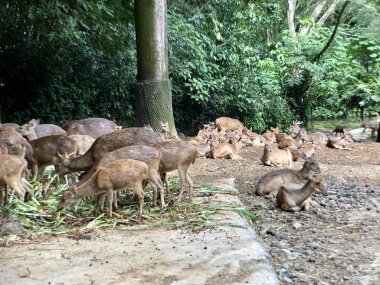 Bir grup Bawean Geyiği ya da Kuhl 'un Domuz Geyiği sabahları yağmur ormanı arka planında hayvanat bahçesinde bir kafeste oturup yemek yiyor.