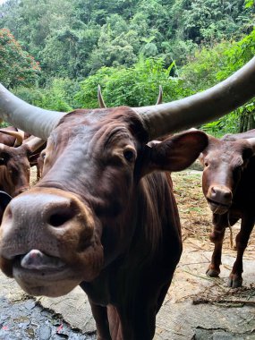Ankole-Watusi, Amerikan sığırlarının modern bir türüdür. Ankole Watusi sabah hayvanat bahçesindeki kafesinde yemek istiyor.