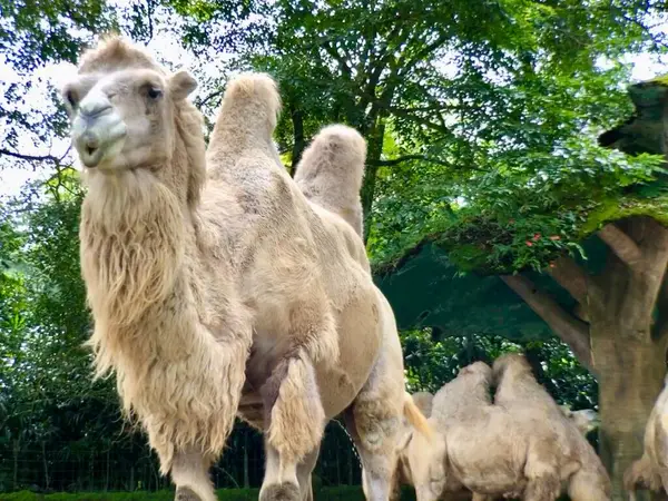 Bactrian devesi (Camelus bactrianus), Moğol, yerli Bactrian veya iki hörgüçlü deve olarak da bilinir..