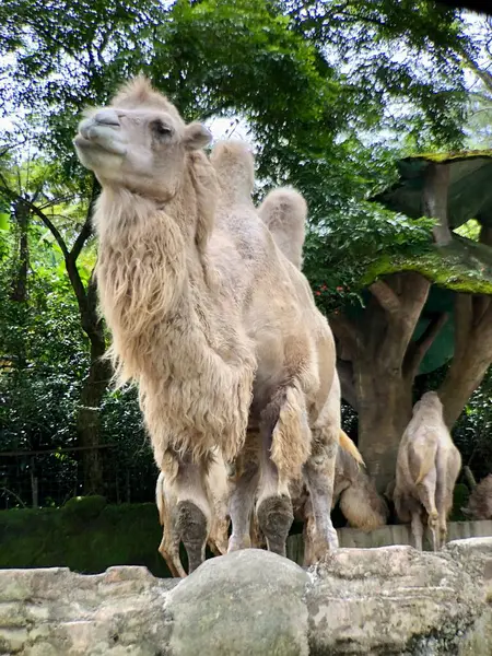Bactrian devesi (Camelus bactrianus), Moğol, yerli Bactrian veya iki hörgüçlü deve olarak da bilinir..