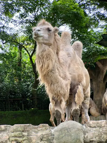 Bactrian devesi (Camelus bactrianus), Moğol, yerli Bactrian veya iki hörgüçlü deve olarak da bilinir..