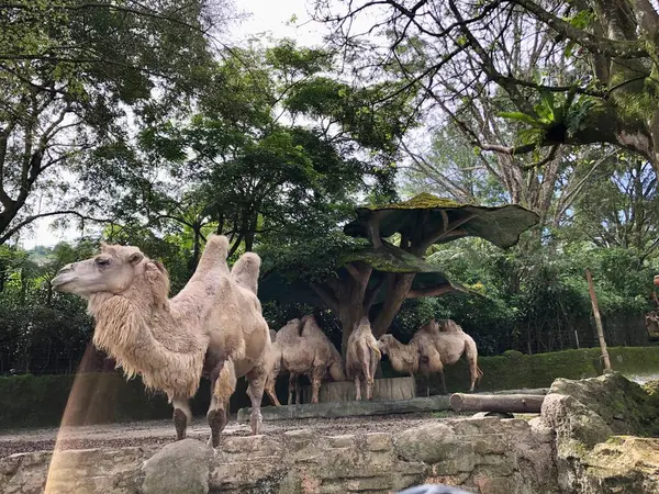 Bactrian devesi (Camelus bactrianus), Moğol, yerli Bactrian veya iki hörgüçlü deve olarak da bilinir..
