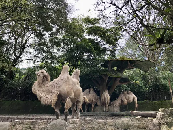 Bactrian devesi (Camelus bactrianus), Moğol, yerli Bactrian veya iki hörgüçlü deve olarak da bilinir..