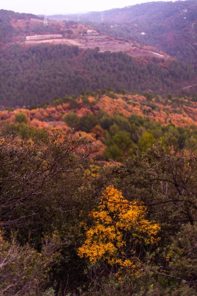 Beautiful Autumn Landscape Trees Leaves Provence — Stock Photo, Image