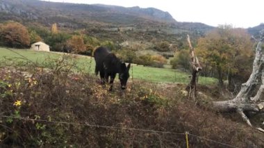 # Un ane brun dans une prairie alpine en automne #