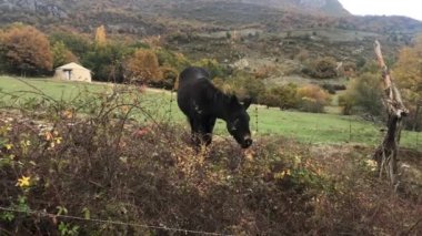# Un ane brun dans une prairie alpine en automne #