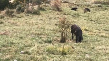 un cochon dans un pre train de brouter l 'herbe verte en automne