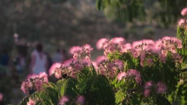 İpek ağacı ya da İran akasyası, pembe çiçeklere yakın çekim, çok ince yeşil yapraklar, soldan sağa panoramik