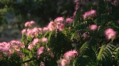 İpek ağacı ya da İran akasyası, pembe çiçeklere yakın çekim, çok ince yeşil yapraklar, sağdan sola panoramik