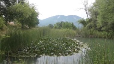 Sazlıklar, yeşil çimenler ve yazın ağaçlarla çevrili, soldan sağa doğru panoramik, arka planda dağ olan geniş açılı bir gölde çiçek açan zambaklar.
