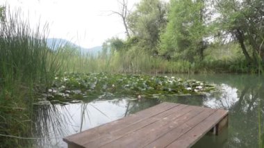 Sazlıklar, yeşil çimenler ve yazın ağaçlarla çevrili bir gölette çiçek açan zambaklar. Hala arka planda dağ ve ön planda tahta bir duba var..