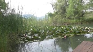 Sazlıklarla, yeşil otlarla ve yazın ağaçlarla çevrili bir gölette çiçek açan zambaklar. Soldan sağa panoramik, geniş açılı, geniş açılı, arka planda dağ