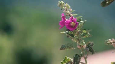 Hastalıklı ve hasarlı yapraklı pembe gülhatmi, yaz boyunca tam gün ışığında
