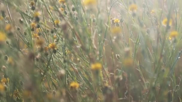 Panoramatický Zdola Nahoru Detailní Záběr Mladých Divokých Květin Trávy Sluncem — Stock video