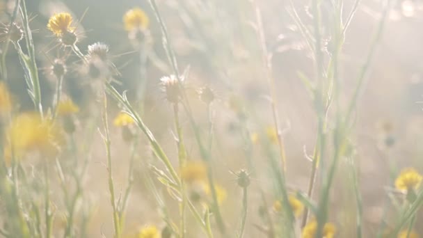 Panoramik Tepeden Tırnağa Genç Kır Çiçekleri Çimenlerin Güneşli Bir Yaz — Stok video