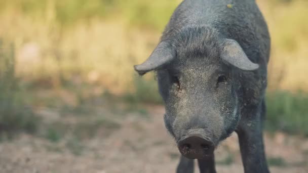 黑猪在阳光照射的田野里看着相机 — 图库视频影像