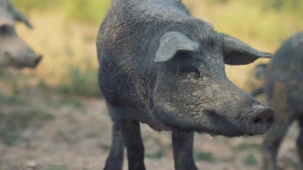 在一个阳光普照的田野里 有四分之三的黑猪在近距离观察 同行们也加入了进来 — 图库视频影像