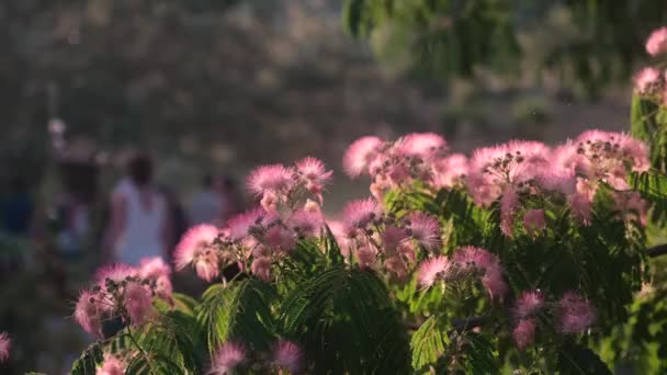 シルクツリーまたはペルシャのアカシア ピンクの花のクローズアップ 非常に良い緑の葉 左から右にパノラマ — ストック動画