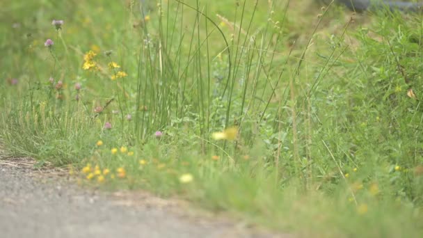 Grünes Gras Straßenrand Der Landschaft Mit Wildblumen Und Einem Schmetterling — Stockvideo