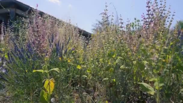 Wildblumen Auf Einem Feld Violett Gefärbt Unter Der Sommersonne Panorama — Stockvideo