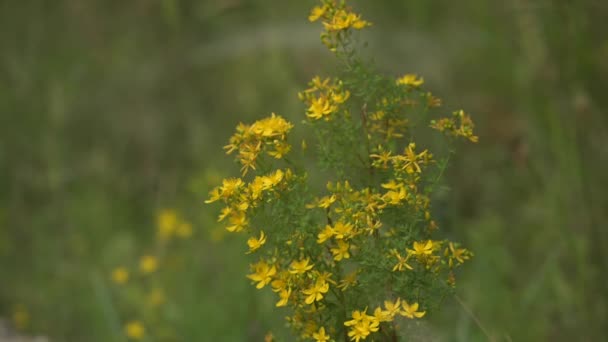 Желтые Цветы Сент Джонса Зеленой Траве Полном Летнем Солнечном Свете — стоковое видео