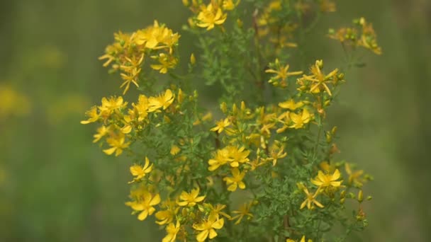 Close Yellow John Wort Flowers Green Grass Full Summer Sunlight — Stok Video