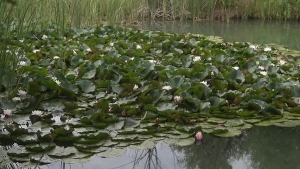 Νούφαρα Ανθίζουν Μια Λίμνη Που Περιβάλλεται Από Καλάμια Πράσινα Βότανα — Αρχείο Βίντεο