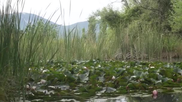 Seerosen Blühen Einem Teich Der Sommer Von Schilf Grünen Kräutern — Stockvideo