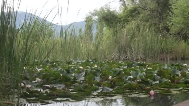 夏にリード 緑の草 木に囲まれた池で咲く水ユリ 背景にある山で安定したショット — ストック動画