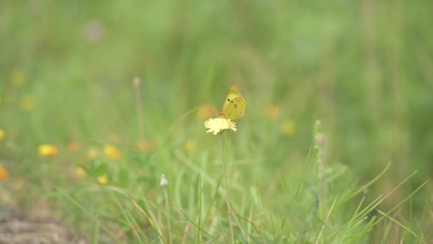Gul Fjäril Pollinerar Ung Maskros Blomma Det Gröna Gräset Sommarsolen — Stockvideo