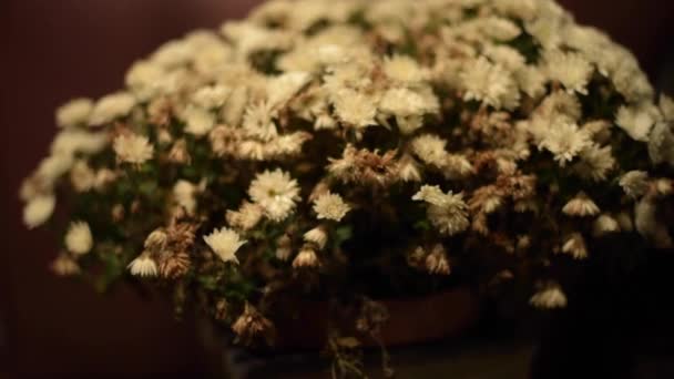 Bouquet Flowers Chrysanthemums White Flowers Daisies Indoors Decoration Joy Giving — Stock Video
