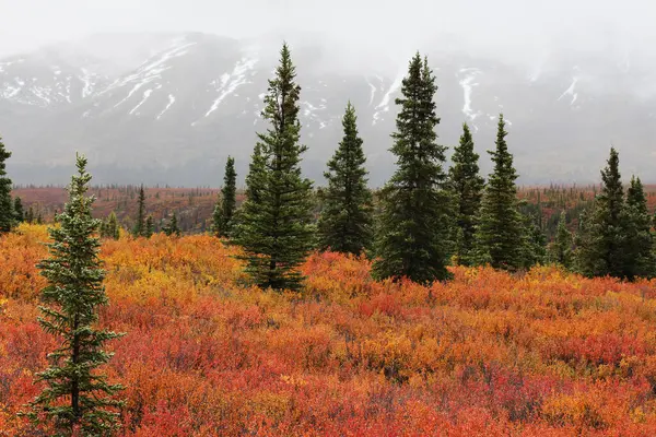 Alaska Denali Nationalpark Herbst Vereinigte Staaten — Stockfoto
