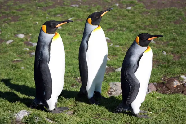 King Pingvinek Tenyészkolónia Fortuna Bay Dél Georgia Island — Stock Fotó