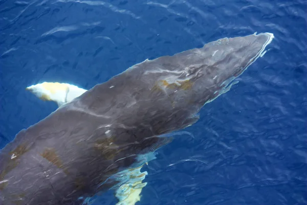 Balena Comune Nelle Acque Della Penisola Antartica Antartide — Foto Stock
