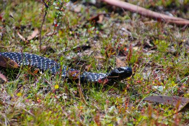 Black Tiger Snake in the grass at Lake St. Clair in Tasmania-Black Tiger Snake is a highly venomous snake clipart